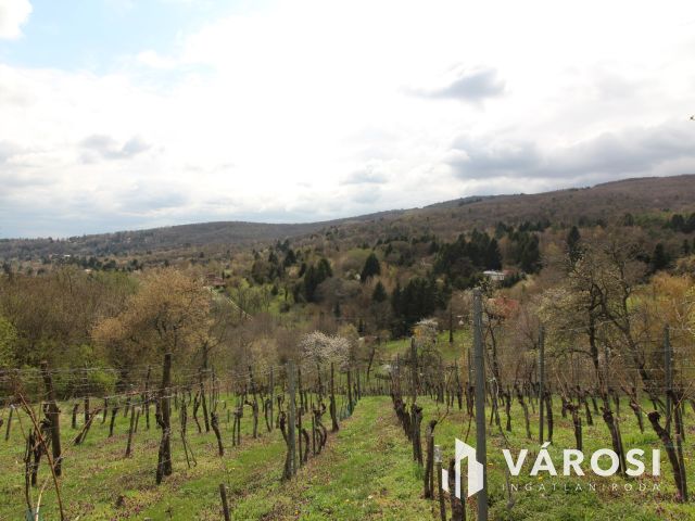 Borkedvelők kőszegi panorámás szőlőse, gyümölcsöse